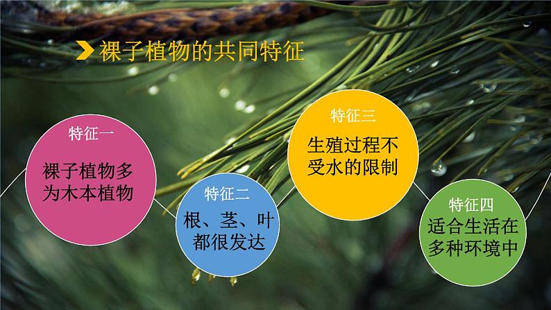 14.1.2 五彩缤纷的植物世界 （课件）苏教版生物八年级上册第7页