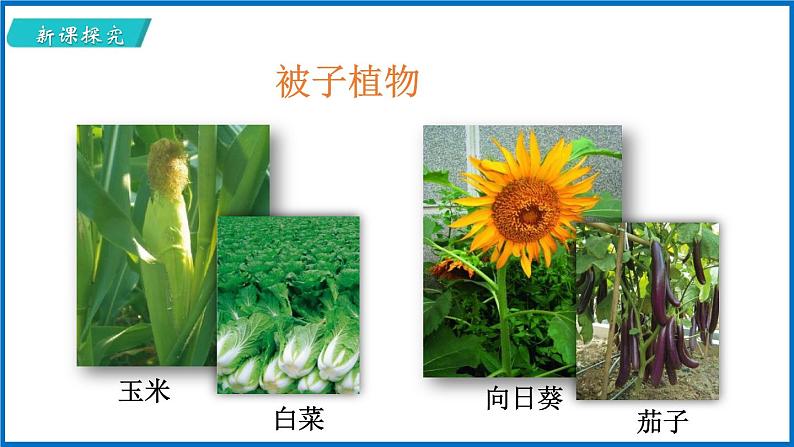 14.1.2 五彩缤纷的植物世界 （课件）苏教版生物八年级上册第8页