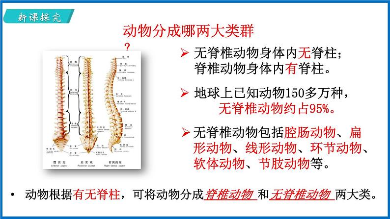 14.2.1 千姿百态的动物世界 （课件）苏教版生物八年级上册第5页