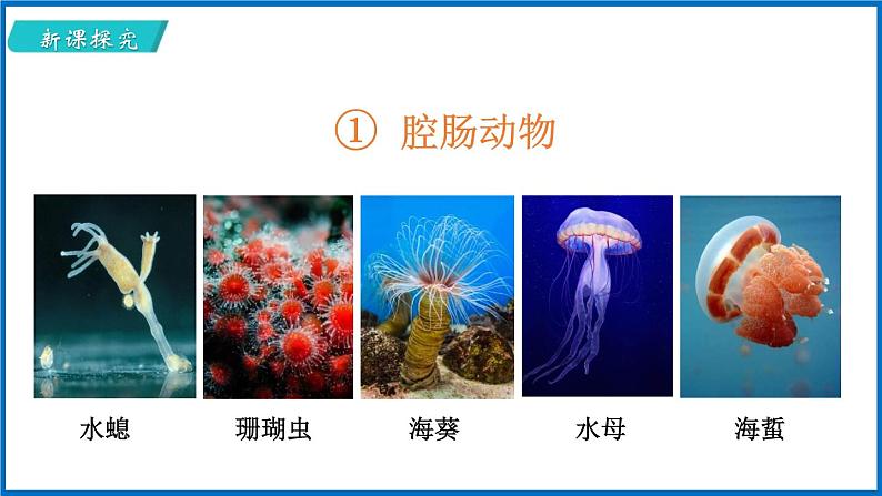 14.2.1 千姿百态的动物世界 （课件）苏教版生物八年级上册第7页