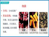 14.3 神奇的微生物 （课件）苏教版生物八年级上册