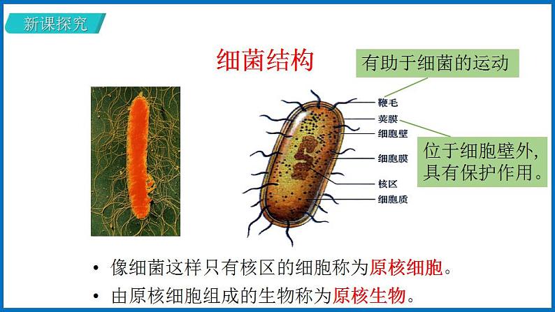 14.3 神奇的微生物 （课件）苏教版生物八年级上册06