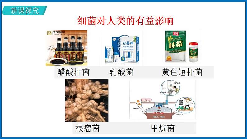 14.3 神奇的微生物 （课件）苏教版生物八年级上册08