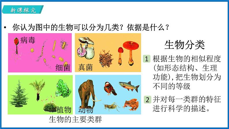 14.4 生物的分类 （课件）苏教版生物八年级上册05