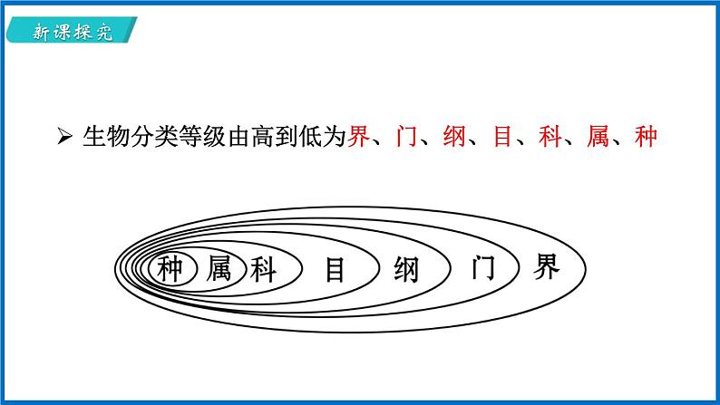 14.4 生物的分类 （课件）苏教版生物八年级上册06