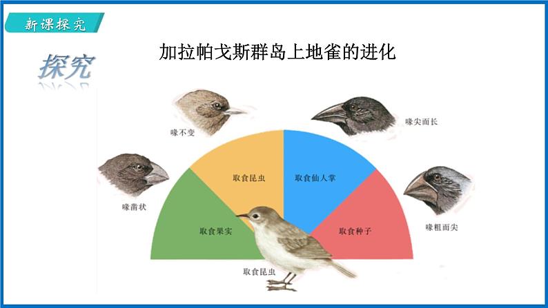 16.3 生物进化的学说 （课件）苏教版生物八年级上册07