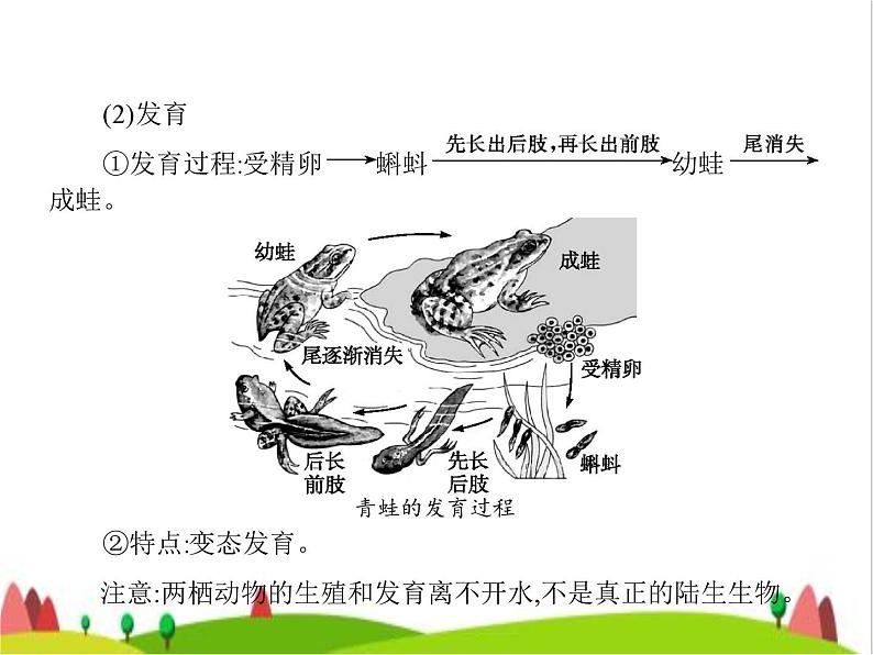 人教版初中生物八年级下册第七单元第一章第三节两栖动物的生殖和发育练习课件05