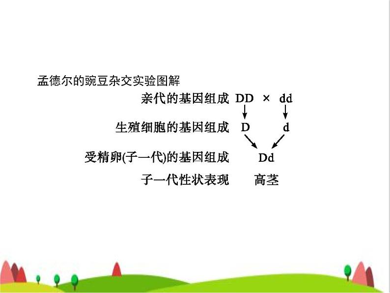 人教版初中生物八年级下册第七单元第二章第三节基因的显性和隐性练习课件04