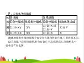 人教版初中生物八年级下册第七单元第二章第四节人的性别遗传练习课件