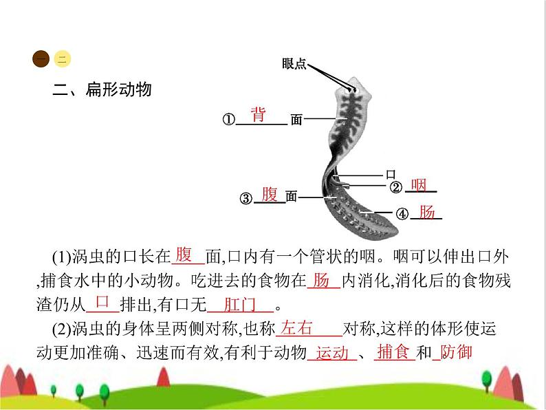 人教版初中生物八年级上册第5单元生物圈中的其他生物第1章第1节腔肠动物和扁形动物练习课件04