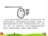 人教版初中生物八年级上册第5单元生物圈中的其他生物第4章第3节真菌练习课件