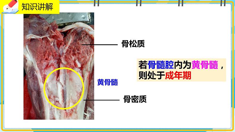 15.2.1《动物运动的形成》课件08