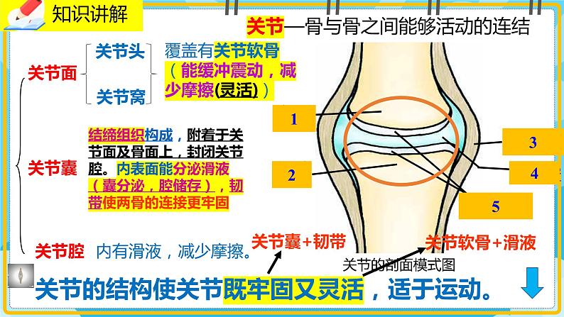 15.2.2《动物运动的形成》课件05