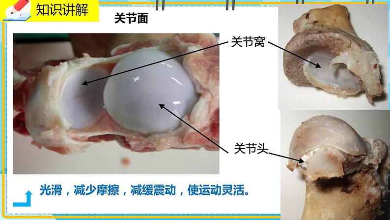 15.2.2《动物运动的形成》课件06