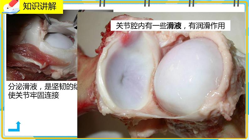 15.2.2《动物运动的形成》课件07