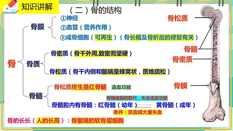 15.2.1《动物运动的形成》课件07