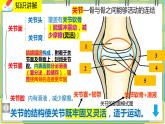 15.2.2《动物运动的形成》课件