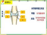 15.2.3《动物运动的形成》课件