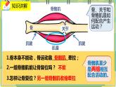 15.2.3《动物运动的形成》课件