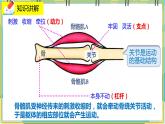 15.2.3《动物运动的形成》课件