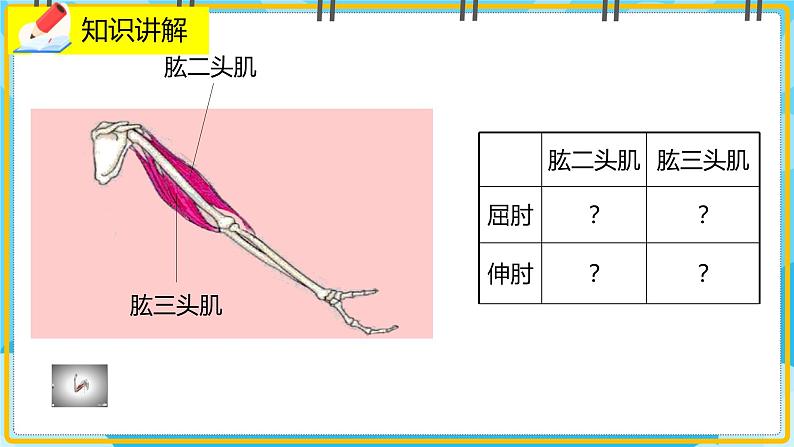 15.2.3《动物运动的形成》课件第6页