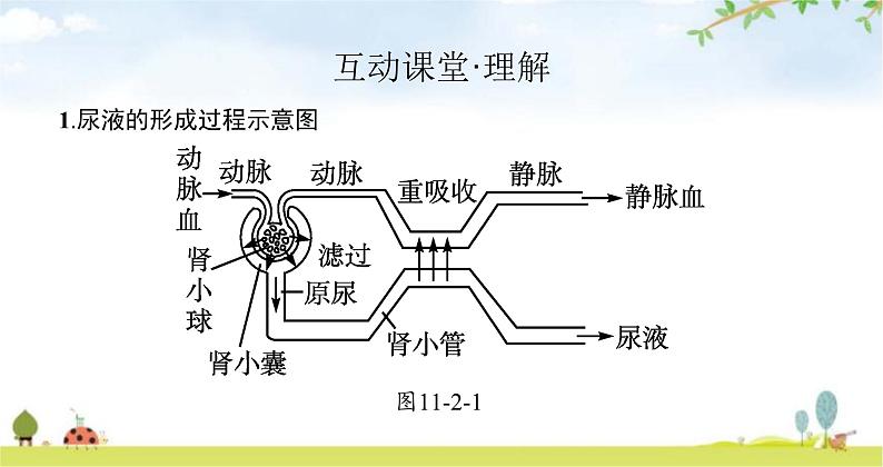 北师版初中生物七年级下册第11章人体代谢废物的排出第2节尿的形成与排出练习课件08