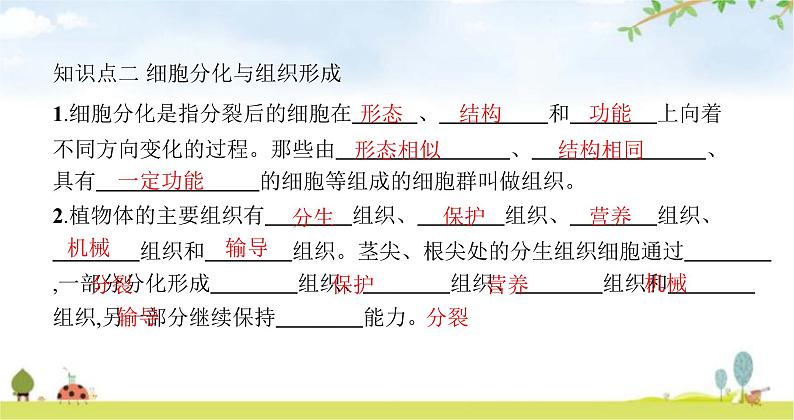 苏教版初中生物七年级上册第2单元第三章第三节细胞分裂与分化练习课件05