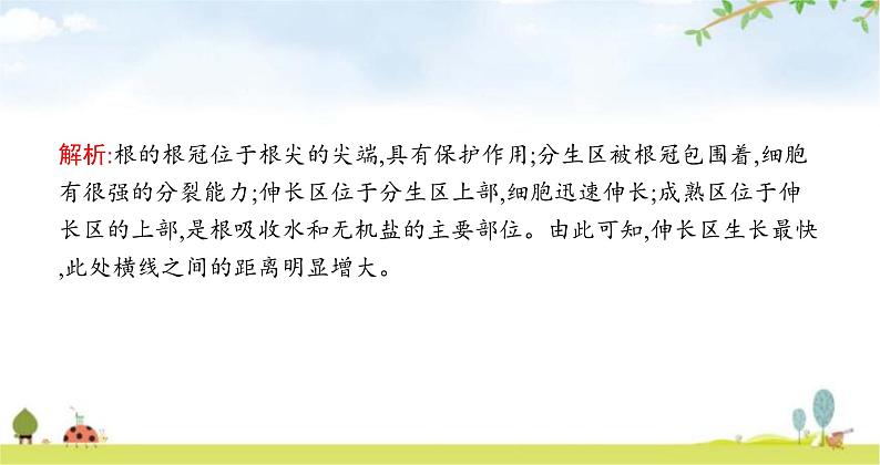 苏教版初中生物七年级上册第3单元五章第二节植物根的生长练习课件07