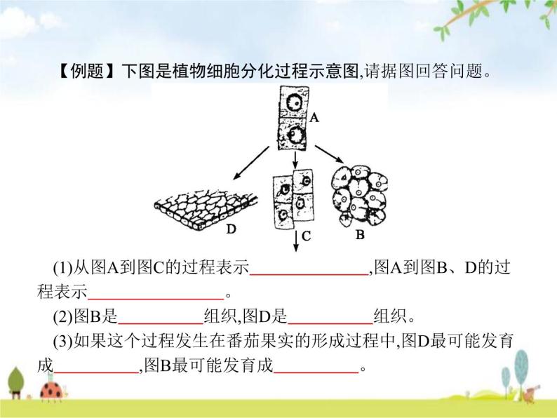 人教版初中生物七年级上册第2单元生物体的结构层次第2章第3节植物体的结构层次练习课件06