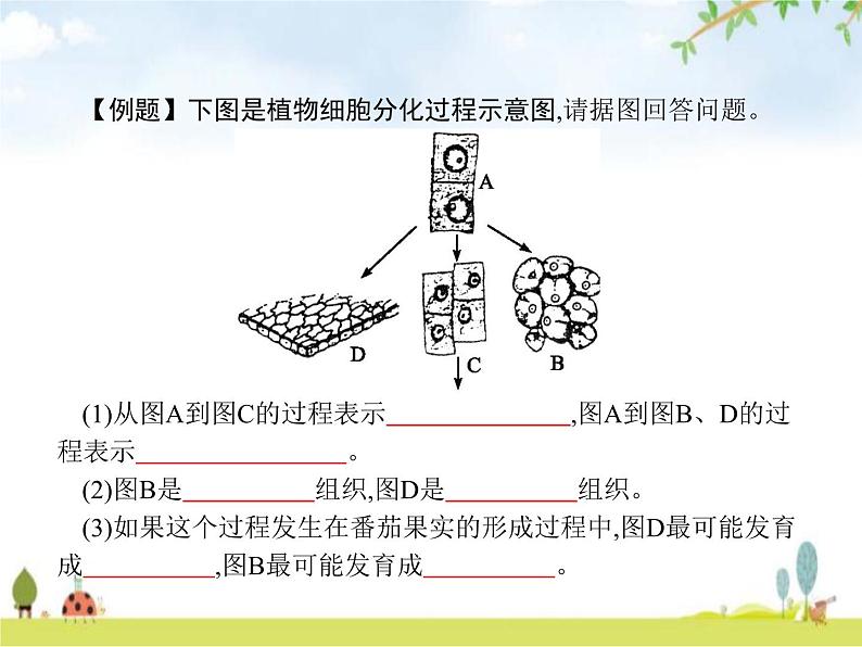 人教版初中生物七年级上册第2单元生物体的结构层次第2章第3节植物体的结构层次练习课件06