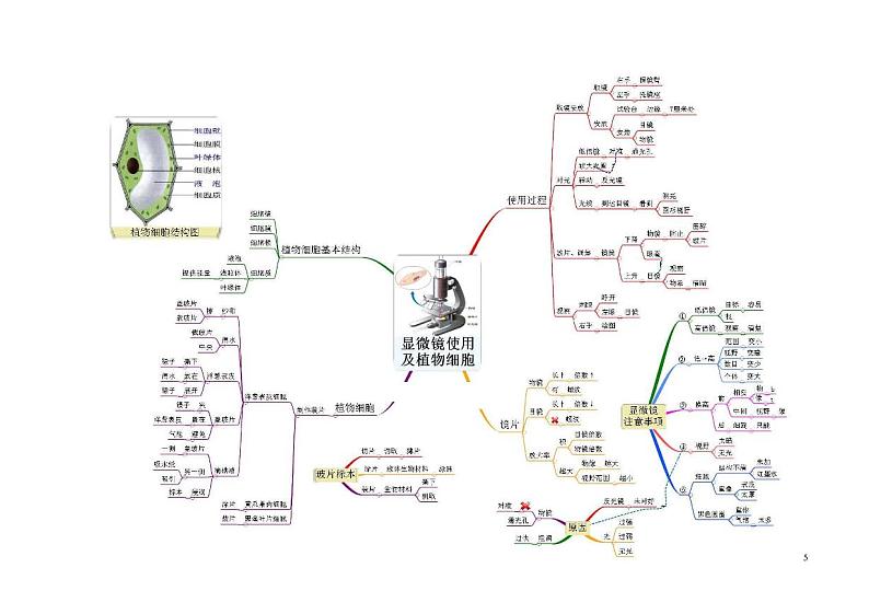 初中生物思维导图02