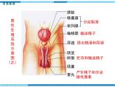 第一章人的由来第二节人的生殖课件