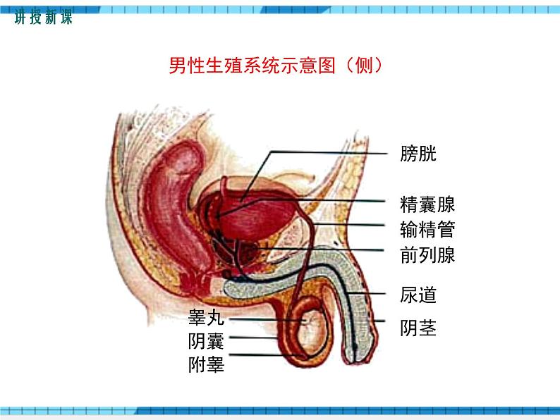 第一章人的由来第二节人的生殖课件第6页