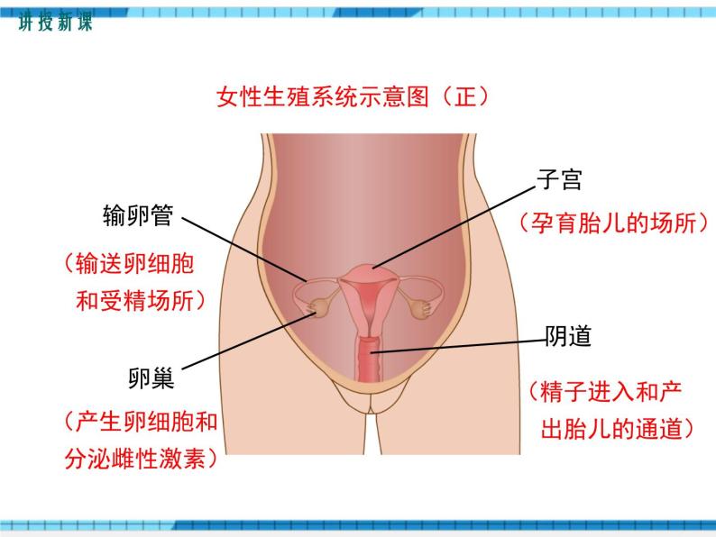 第一章人的由来第二节人的生殖课件07