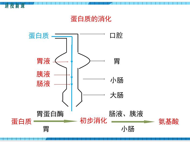 第二章人体的营养第二节消化和吸收第2课时食物的消化过程和营养物质的吸收课件第8页