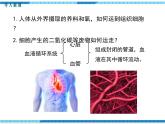 第四章人体内物质的运输第一节流动的组织——血液课件