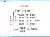 第四章人体内物质的运输第三节输送血液的泵——心脏第2课时血液循环的途径课件