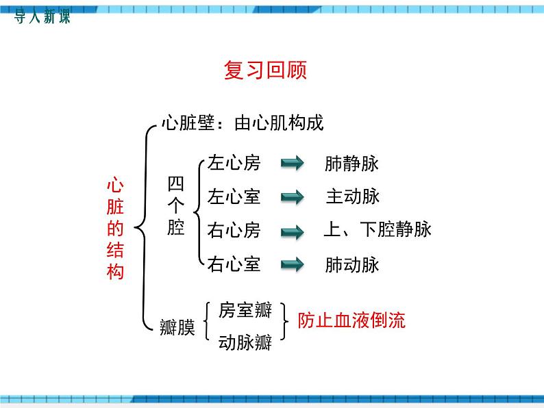 第四章人体内物质的运输第三节输送血液的泵——心脏第2课时血液循环的途径课件02