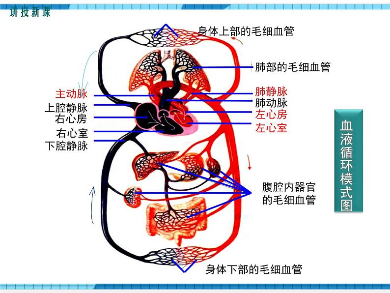 第四章人体内物质的运输第三节输送血液的泵——心脏第2课时血液循环的途径课件04