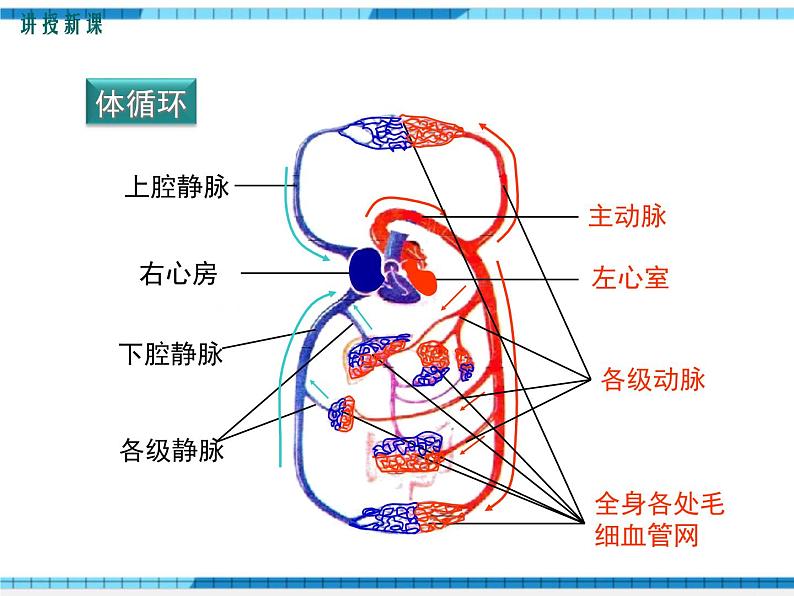 第四章人体内物质的运输第三节输送血液的泵——心脏第2课时血液循环的途径课件07