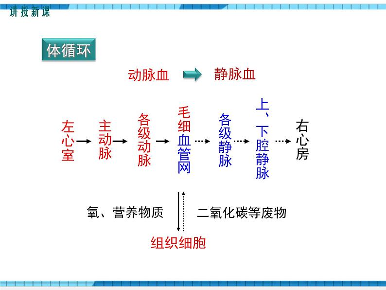 第四章人体内物质的运输第三节输送血液的泵——心脏第2课时血液循环的途径课件08