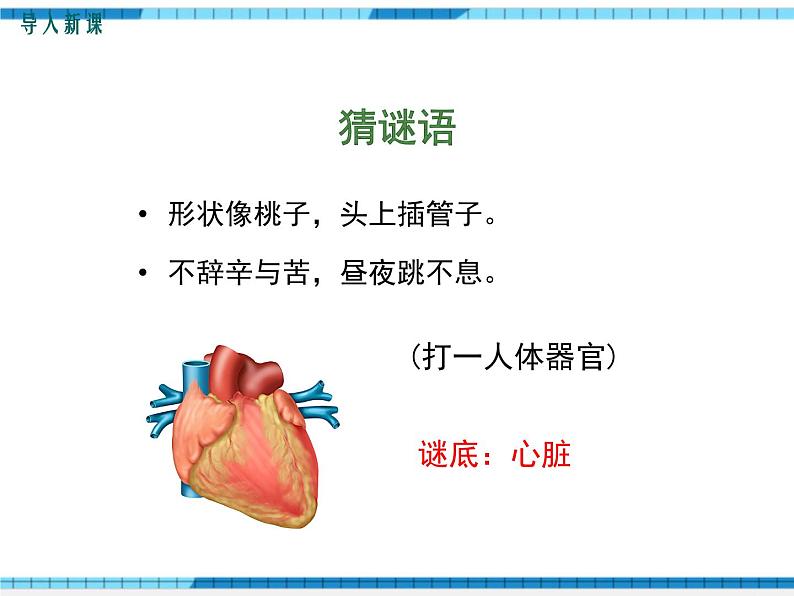 第四章人体内物质的运输第三节输送血液的泵——心脏第1课时心脏的结构和功能课件03