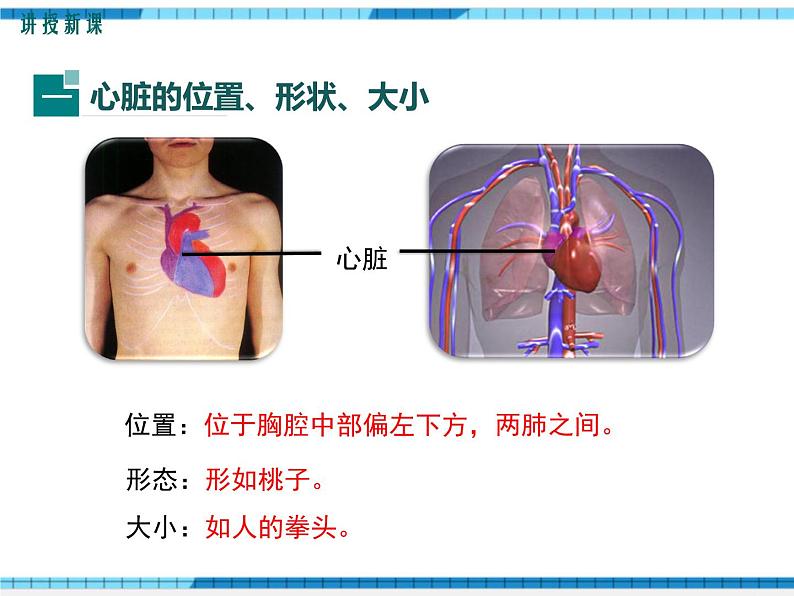 第四章人体内物质的运输第三节输送血液的泵——心脏第1课时心脏的结构和功能课件06