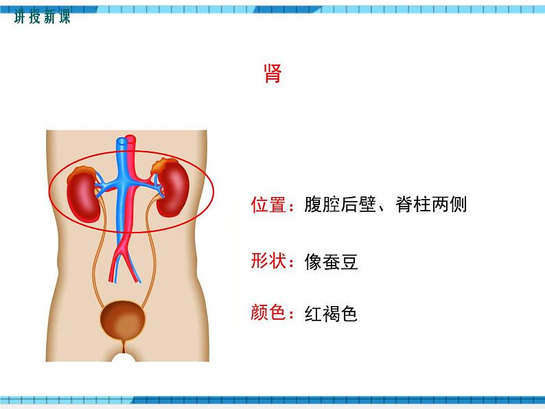 第五章人体内废物的排出课件第7页