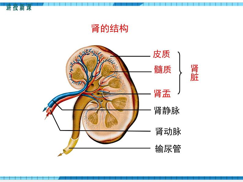 第五章人体内废物的排出课件第8页