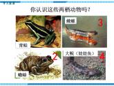 第一章生物的生殖和发育第三节两栖动物的生殖和发育课件