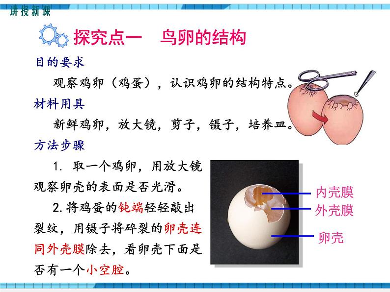 第一章生物的生殖和发育第四节鸟的生殖和发育课件第3页