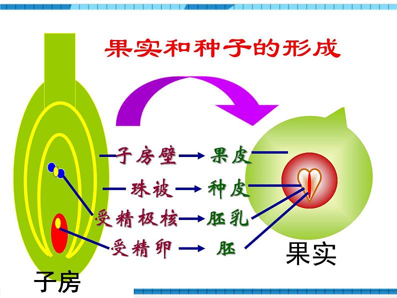 第一章生物的生殖和发育小结与复习课件第6页