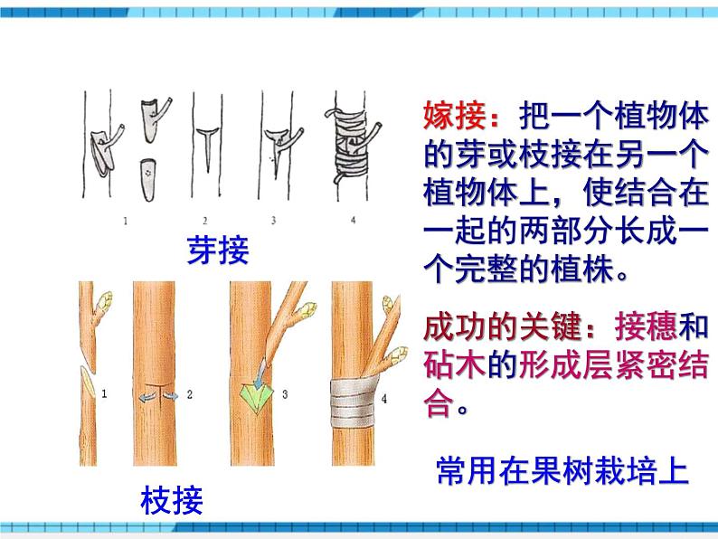 第一章生物的生殖和发育小结与复习课件第8页