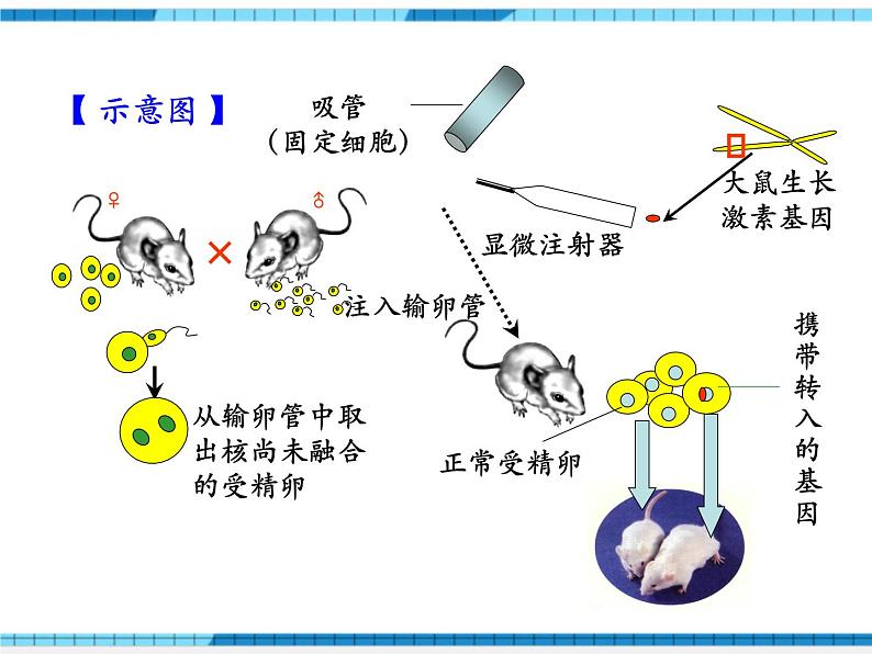 第二章生物的遗传与变异小结与复习课件第7页